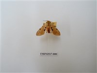 藏品(棍棒污燈蛾)的圖片